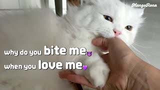 Why do cats bite