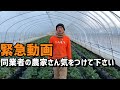 「いちご栽培 いちご農家」緊急動画 いちごの盗難 同業者の農家さん気をつけて下さい。