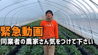 「いちご栽培 いちご農家」緊急動画 いちごの盗難 同業者の農家さん気をつけて下さい。