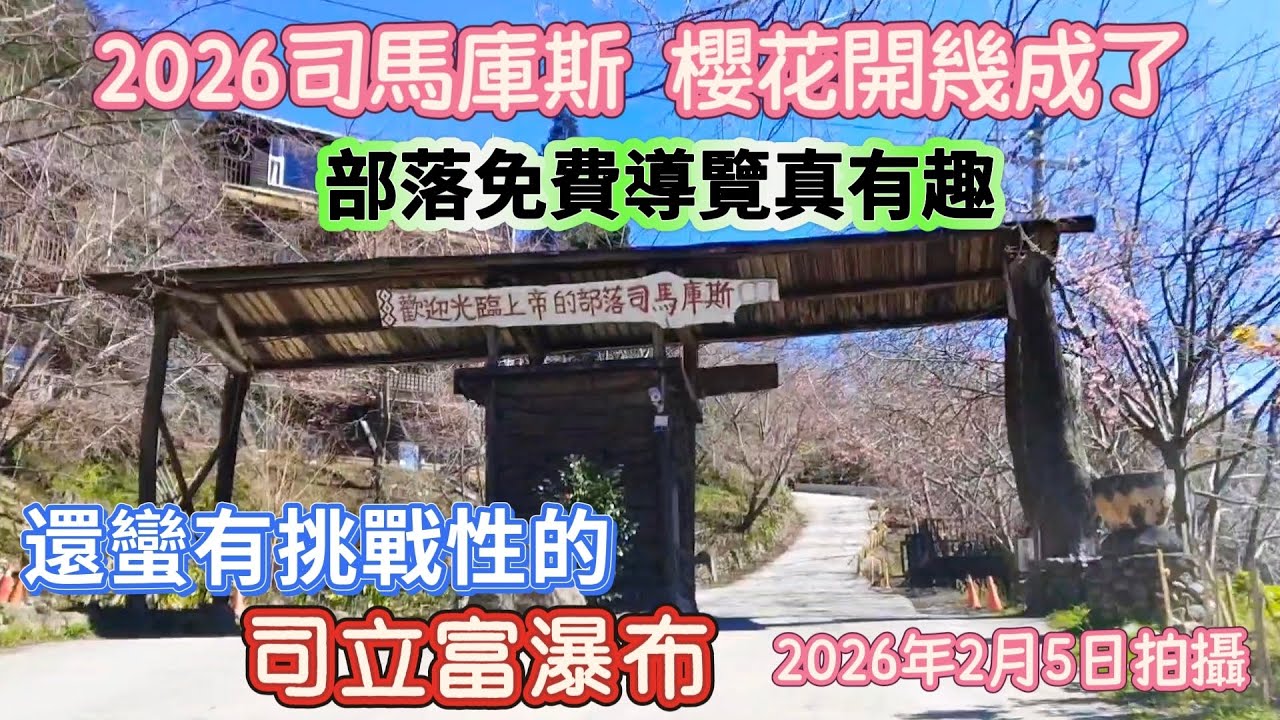 2026司馬庫斯櫻花開幾成了，本片拍給您看，還有部落免費導覽真有趣，另外再走到司立富瀑布，還蠻有挑戰性的！ |  @九天遊記 95