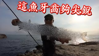 海邊探點遇到夏天岸拋魚種肆虐,丟什麼它都想亂咬一口 ~SHORE CASTING For NEEDLEFISH In TAIWAN 海邊探點遇到夏天岸拋魚種肆虐,丟什麼它都想亂咬一口 ~SHORE CASTING For NEEDLEFISH In TAIWAN