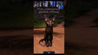 take a look at wct!!!!! #warriorcats #cool #wclt #roblox #amazing