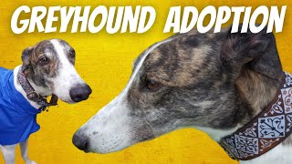 Adopting a Greyhound   Magnus part 1 (remastered)
