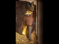 Was Moses Akhenaten &amp; Was King Tut Murdered Part 1