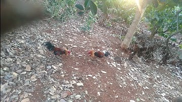 Bẫy gà rừng... bổi sung..kèo xiên đôi 😁😛