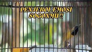 Download Lagu LIVE SOGON GACOR PENJEBOL EMOSI SOGONMU ‼️99 % NYAUT NGLEPER MP3 Download Lagu LIVE SOGON GACOR PENJEBOL EMOSI SOGONMU ‼️99 % NYAUT NGLEPER MP3
