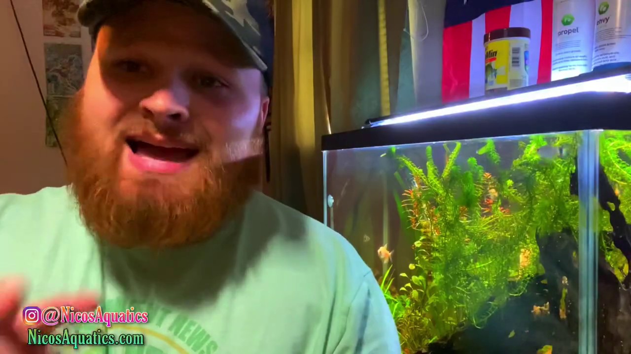 Like Fish Tanks? Come check out Nico’s Aquatics