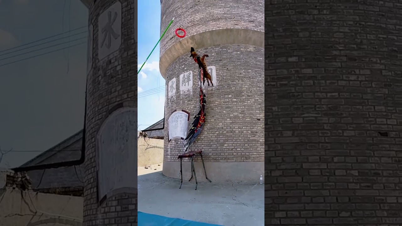 full energy pack catching ring dog 