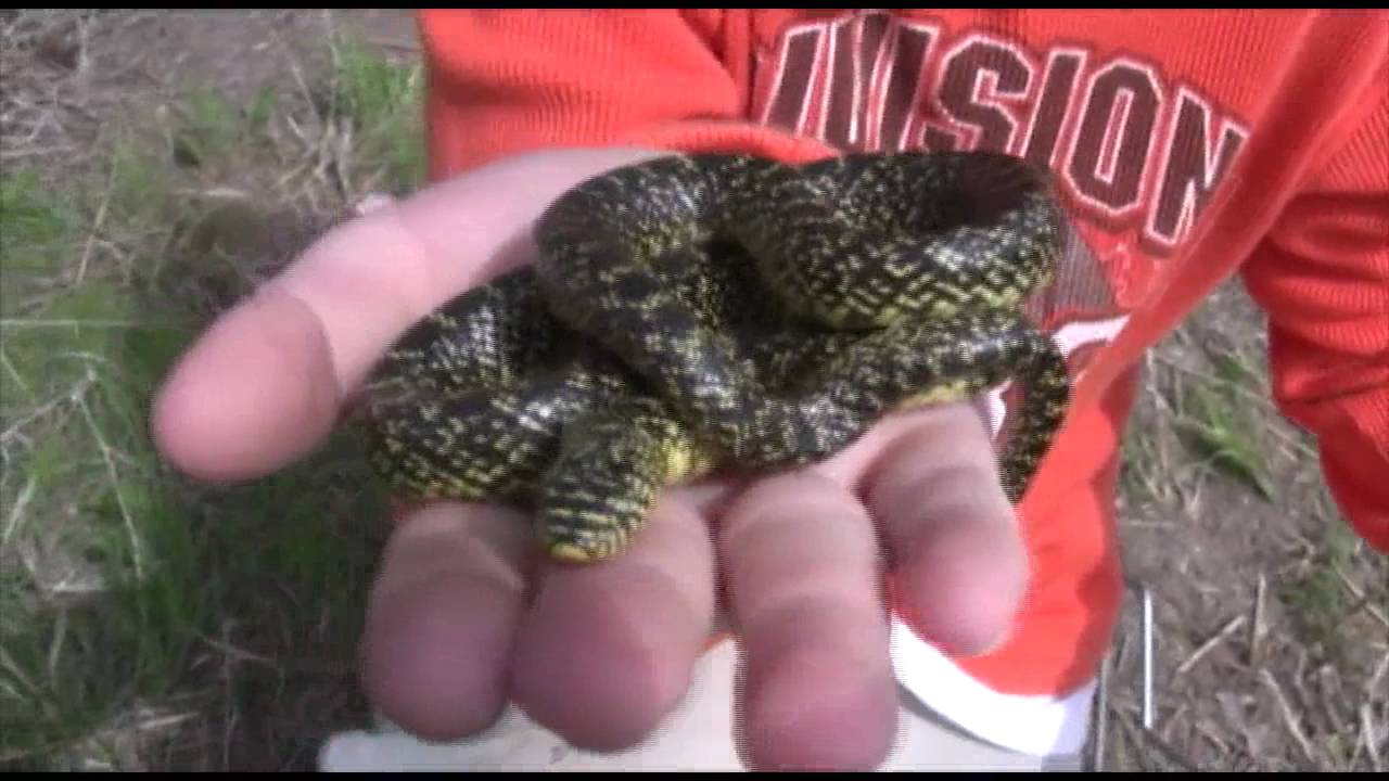 copperheads baby Copperheads everywhere!