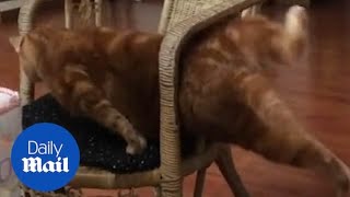 Hilarious Moment Fat Cat Gets Stuck In A Chair