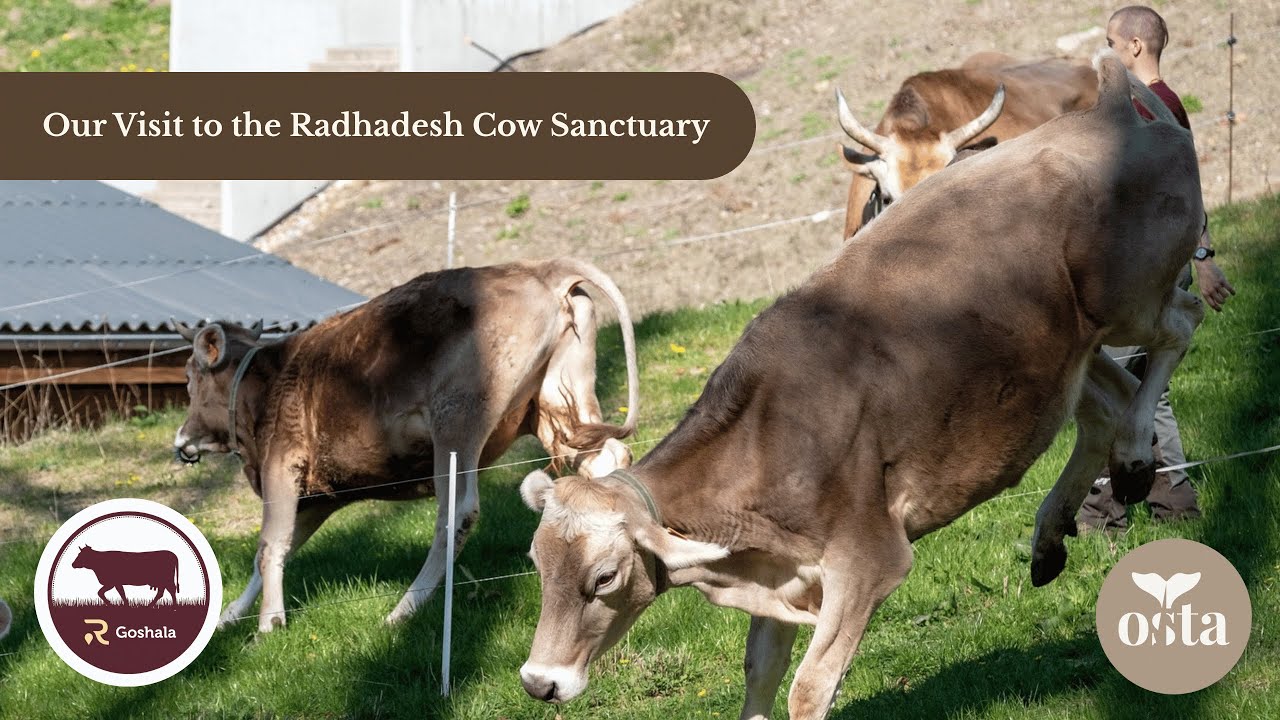 Our Visit to the Radhadesh Cow Sanctuary: Sustainable Cooperation between Humans and Animals