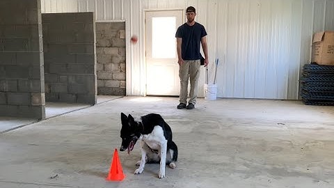 Using Free Shaping to Teach a New Skill