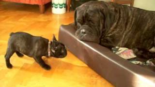 Cane Corso and french bulldog puppy, cute! by nickelojden 491,361 views 13 years ago 1 minute, 13 seconds