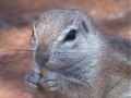 Ground-squirrel of Kgalagadi (Xeri del Kgalagadi)