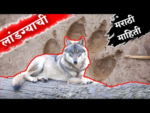 Wolf Information In Marathi Kuberclasses