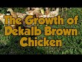 Raising Dekalb brown Chickens | Timelined