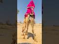 Bride Celebrating Her Wedding By Riding A Camel Shorts Bride Celebrating Her Wedding By Riding A Camel Shorts