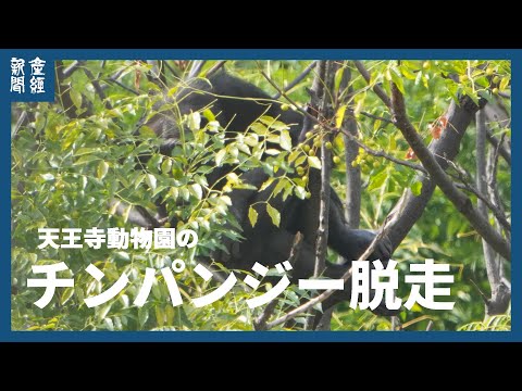 天王寺動物園のチンパンジー脱走