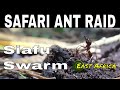 SIAFU ANTS Discover The Hidden World Of The Blind Safari Ants Dorylus Helvolus