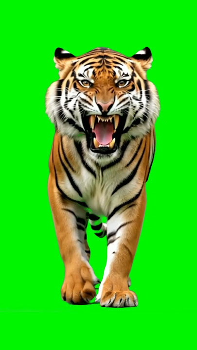 Green Screen Tiger #veo3 #greenscreen #videoai #tiger #shorts