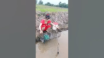 Đặt lợp bắt cá lóc trên đồng mùa nước nổi tập 6 #automobile #funny #farming