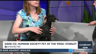 Meet the Dane County Humane Society Pet of the Week: Stanley!