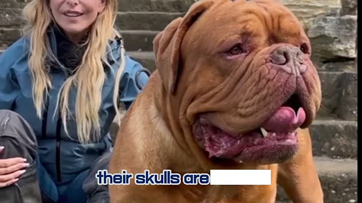 GIANT DOGS You Won't Believe Are Real: Top 10 Heaviest Dog Breeds