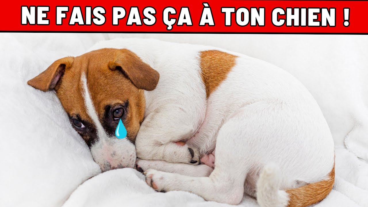 Ces 21 « atrocités » feront croire à ton chien que tu ne l’aimes pas !