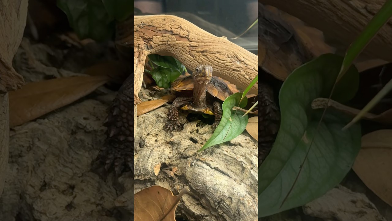 Turtle Tuesday features Fig our Vietnamese Black-Breasted Leaf Turtle (Geoemyda spengleri) 