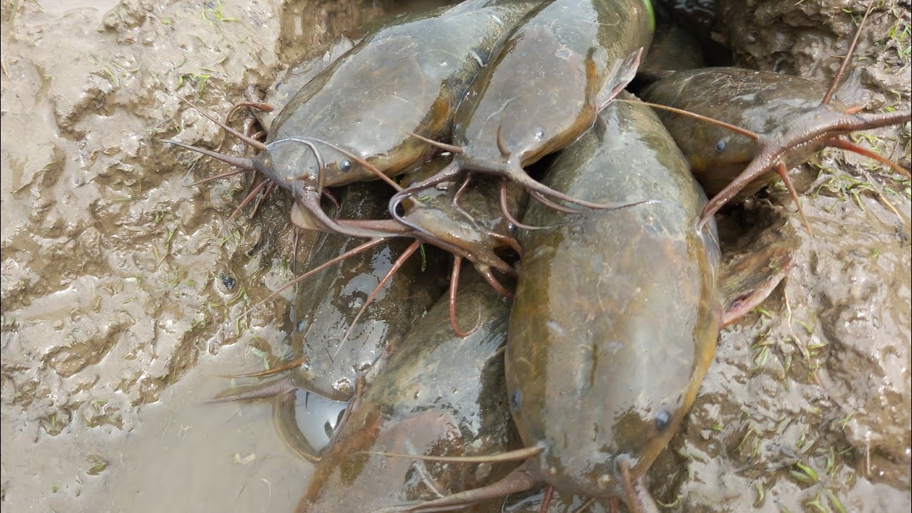 Amazing Hand Fishing Video River Dry Place Underground | Man Digging ...