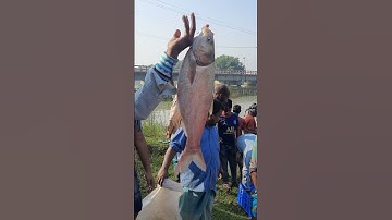 Fishermen caught big fish in the river with nets  #Shorts