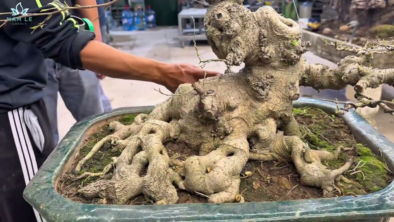 Ngẫu Hứng Làm Cây Mini Bonsai | Làm Chơi Nhưng Ra Dáng Rất Ổn