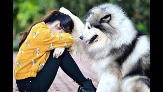 Best Friend - Loyal Dogs Videos Compilation 2020 by pawsitive 7,488 views 4 years ago 8 minutes