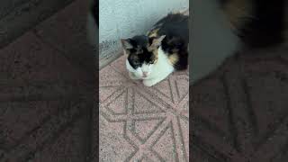 Kucing Jelir Lidah Macam Anjing