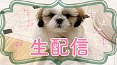 犬癒し動画 シーズーがドラム演奏を披露 Tiktok動画を撮影してみた 284日目 Youtube 犬癒し動画 シーズーがドラム演奏を披露 Tiktok動画を撮影してみた 284日目 Youtube