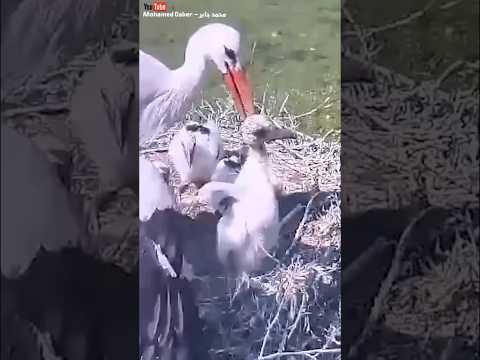 طائر عجيب يقتل اطفاله ويرميهم بره العش