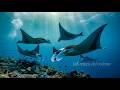 Las mantarrayas gigantes elegantes del océano