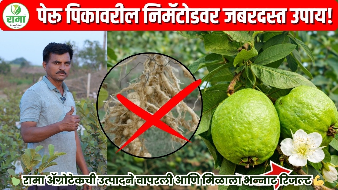 पेरू पिकावरील निमॅटोडवर जबरदस्त उपाय! 🍐🔥 रामा ॲग्रोटेकची उत्पादने वापरली आणि मिळाला भन्नाट रिजल्ट 💪🌱