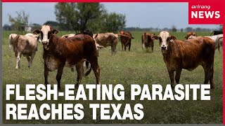 Flesh-eating screwworm parasite confirmed in Texas calf
