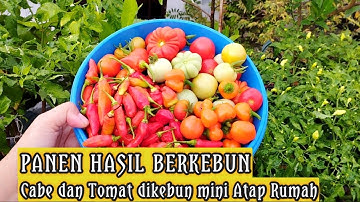 Panen hasil kebun, Cabe dan Tomat dikebun mini Atap Rumah