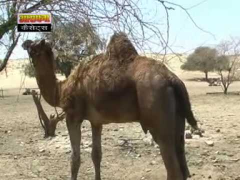 Tanot Mata Ki History Live