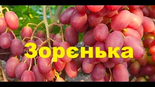 Виноград Зорєнька: що про нього відомо?