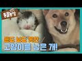 고양이를 낳은 개?! 듣도 보도 못한 ‘개 고양이 모자’ I TV동물농장 (Animal Farm) | SBS Story