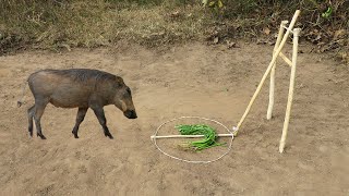 Top Creative Quick Wild Pig Trap Make From Coconut With Deep Hole