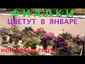 ФИАЛКИ цветут в январе. Мои новые сорта. Обзор сортов. AFRICAN VIOLETS in bloom in January.