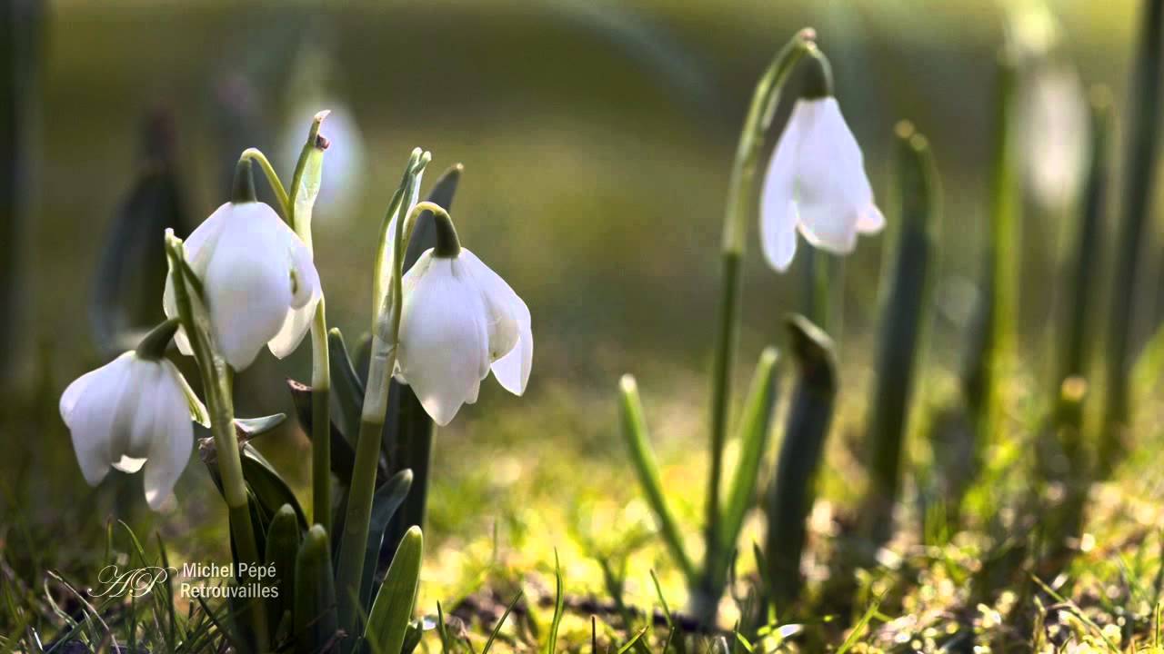 Watch ✿❤✿ Michel Pépé - Elixir d'Amour - Retrouvailles on YouTube Watch ✿❤✿ Michel Pépé - Elixir d'Amour - Retrouvailles on YouTube