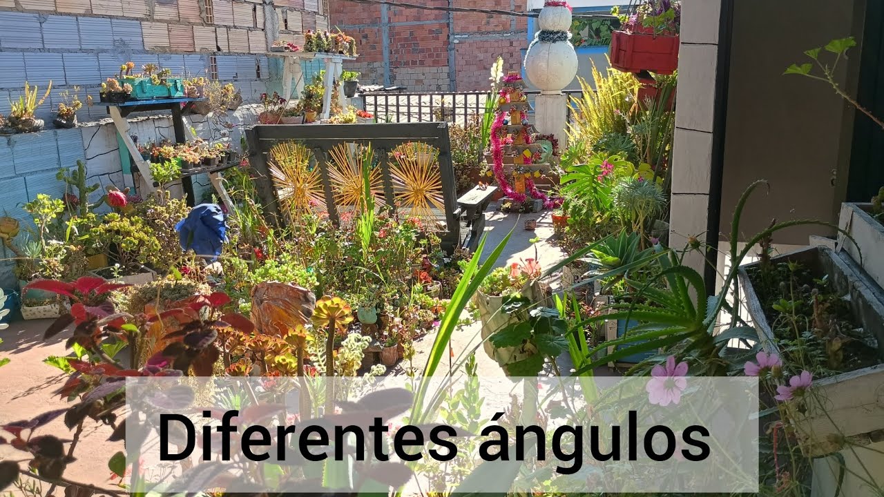 Como quedo mi jardín #plantas