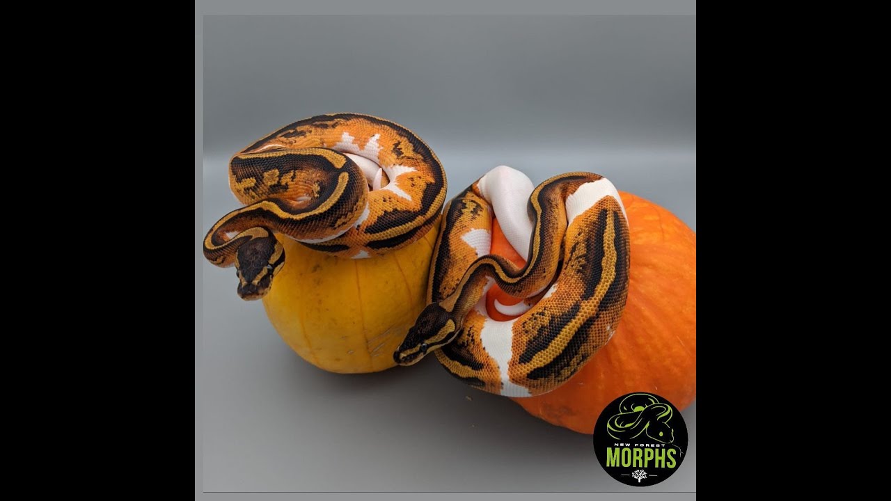Pied Collection and Pumpkin Ball Pythons For Halloween - YouTube