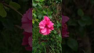 Nature's Narrative #nature #flowers #gardening