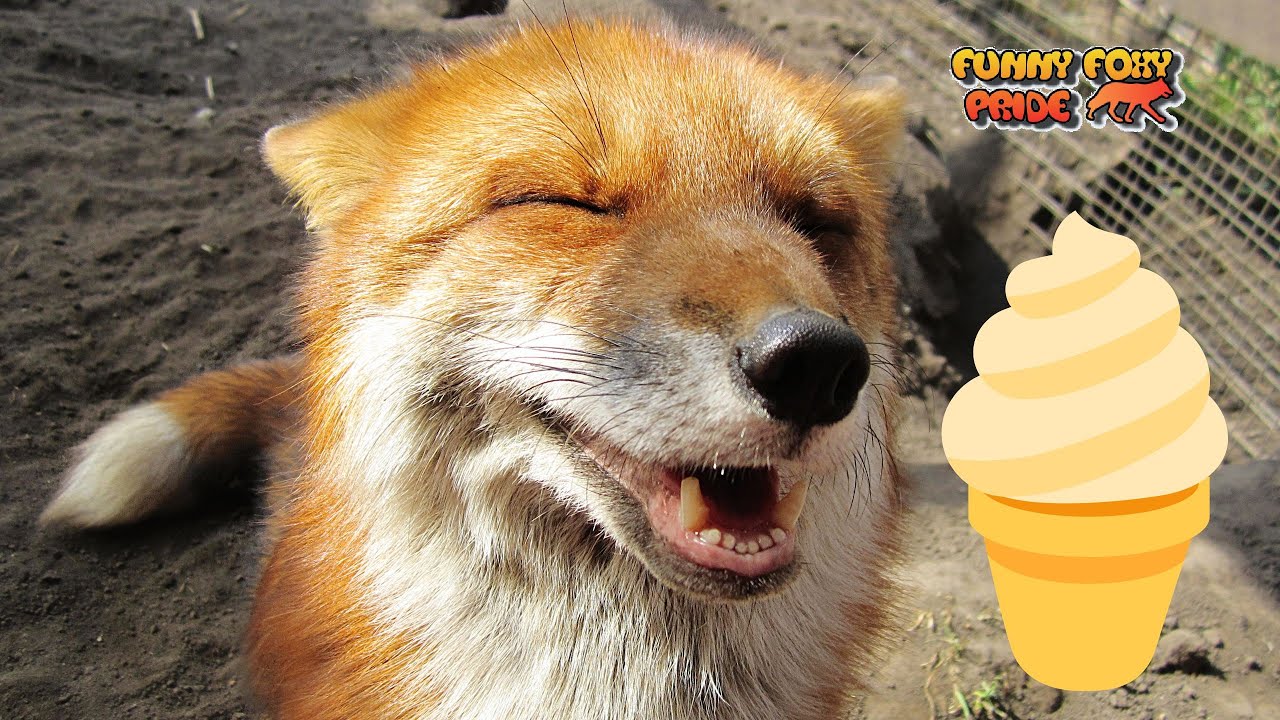 Red Fox eats Ice Cream YouTube